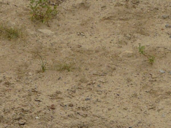 Road texture of loose, beige sand with tire marks and small tufts of green grass.